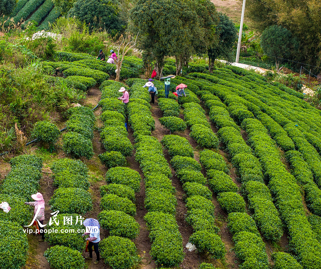 广西昭平：采摘春茶【4】
