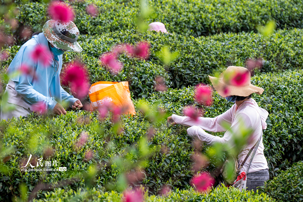 广西昭平：采摘春茶【5】