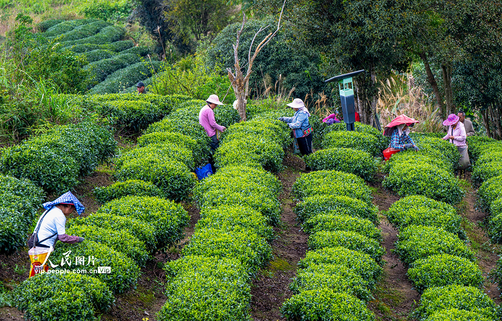 廣西昭平：採摘春茶【2】