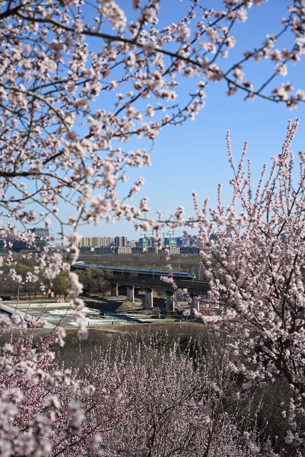 3月18日，北京園博園盛放的山桃花與遠處駛過的列車相映成趣。