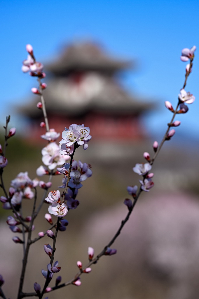 這是3月18日在北京園博園拍攝的山桃花。