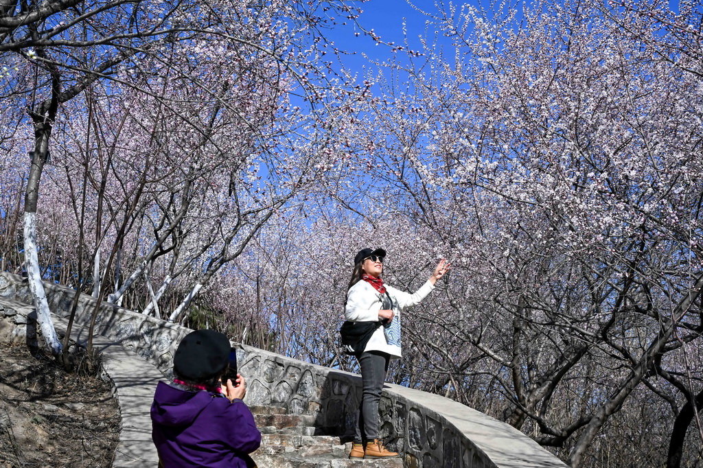 3月18日，游客在北京園博園賞花留影。