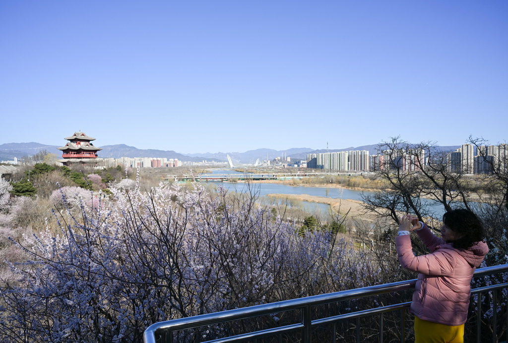 3月18日，一名游客在北京園博園賞花拍照。