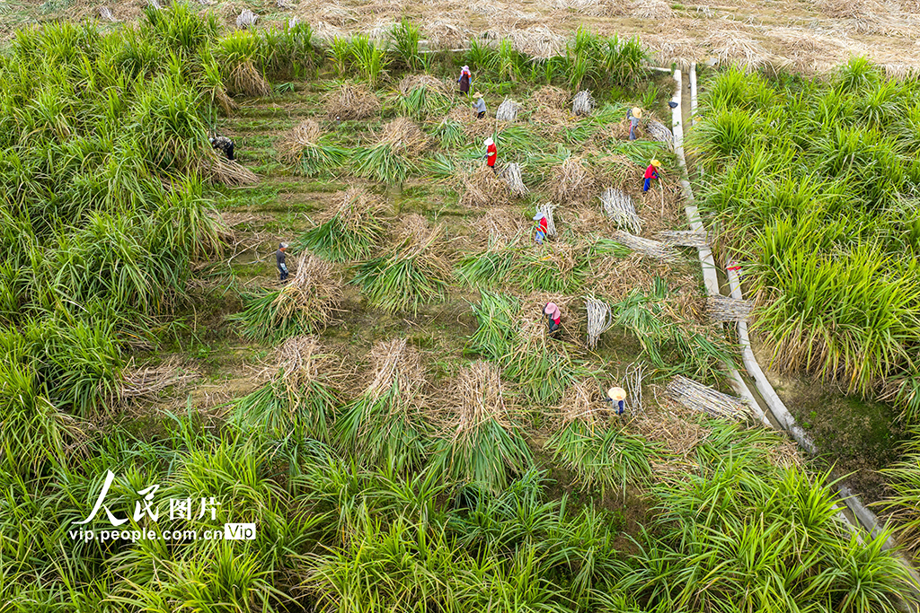 广西蒙山:采收甘蔗【2】