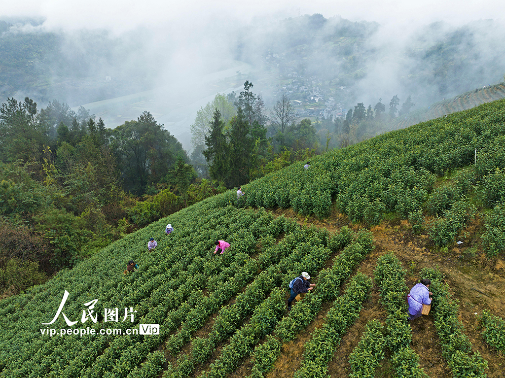 重庆:抢采明前茶【4】
