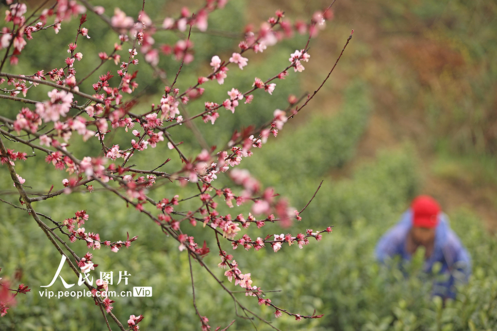 重庆:抢采明前茶【3】