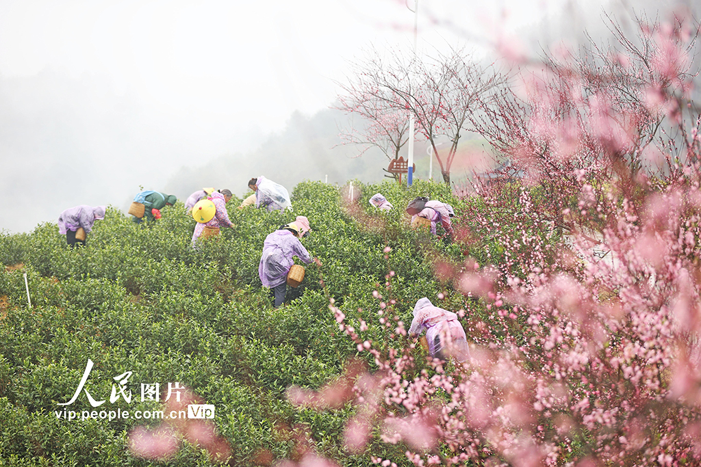 重庆:抢采明前茶【2】