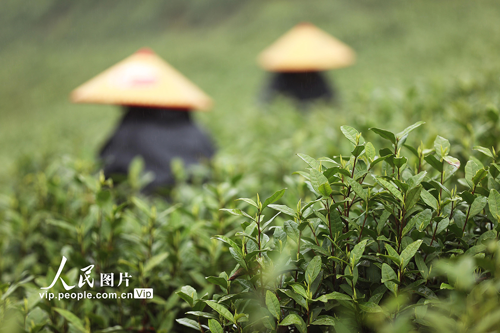 重庆:抢采明前茶【5】