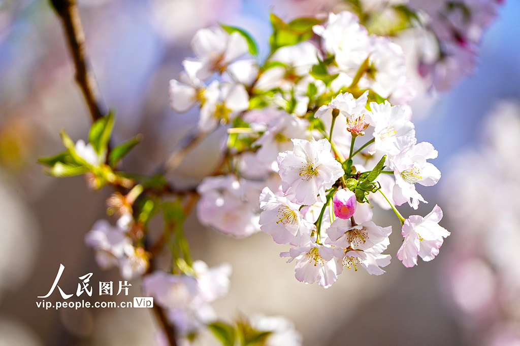 北京：玉渊潭樱花季开启赏春盛宴【3】