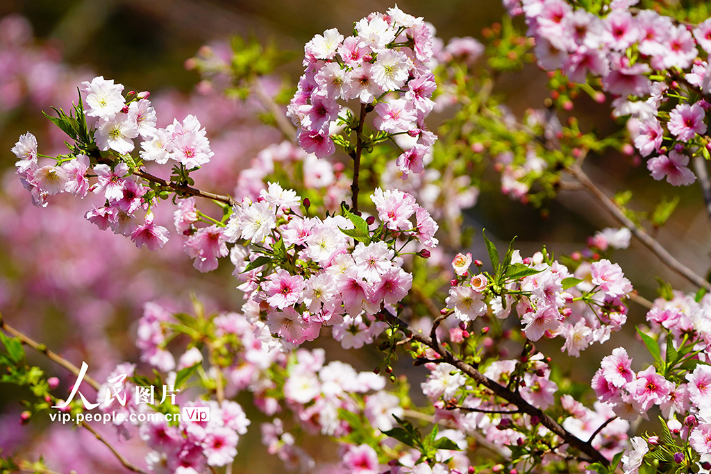 北京：玉渊潭樱花季开启赏春盛宴【2】