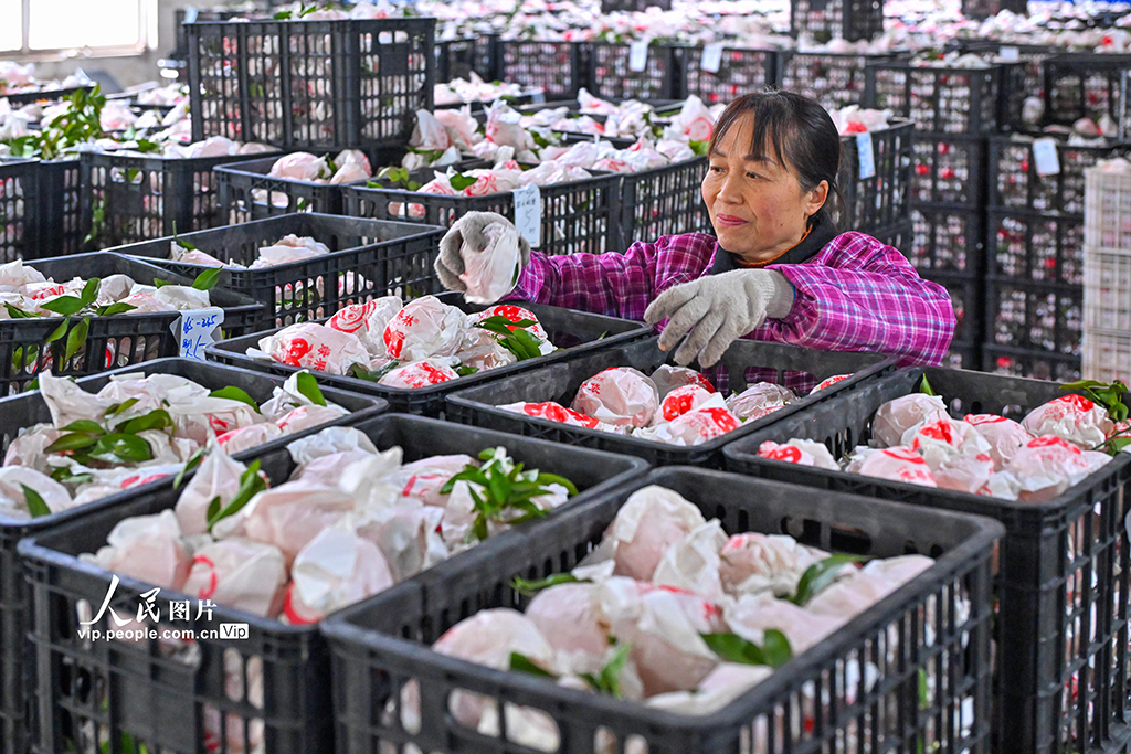 四川仁寿：晚熟柑橘迎来收获季【3】