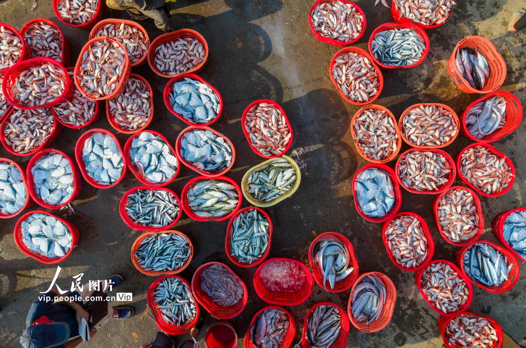 海南琼海:春分迎丰收 码头渔市旺【4】