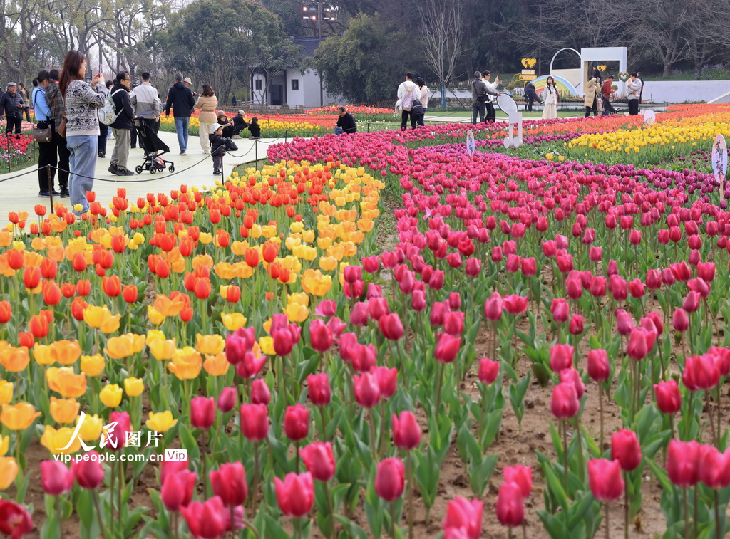 江苏苏州：畅游花海【5】