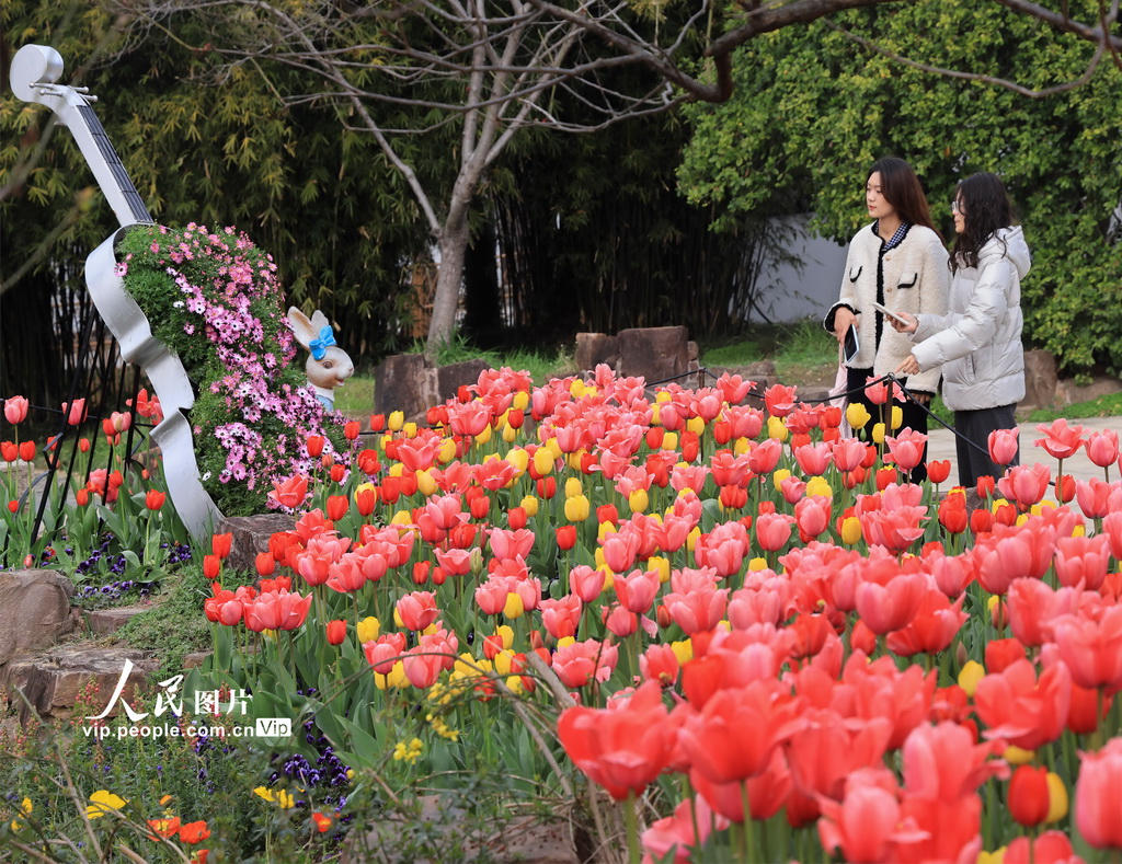 江苏苏州：畅游花海【7】