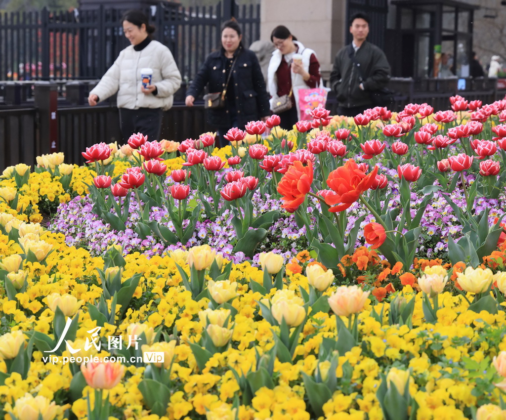 江苏苏州：畅游花海【8】