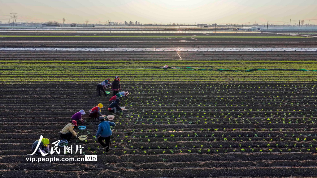 河北玉田：春分至 田野铺绿正当时【3】