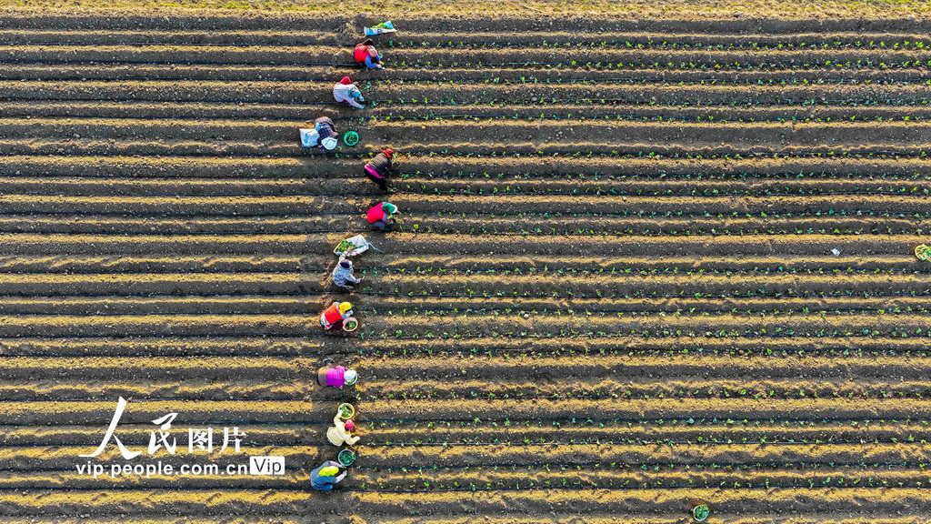 河北玉田：春分至 田野铺绿正当时【2】