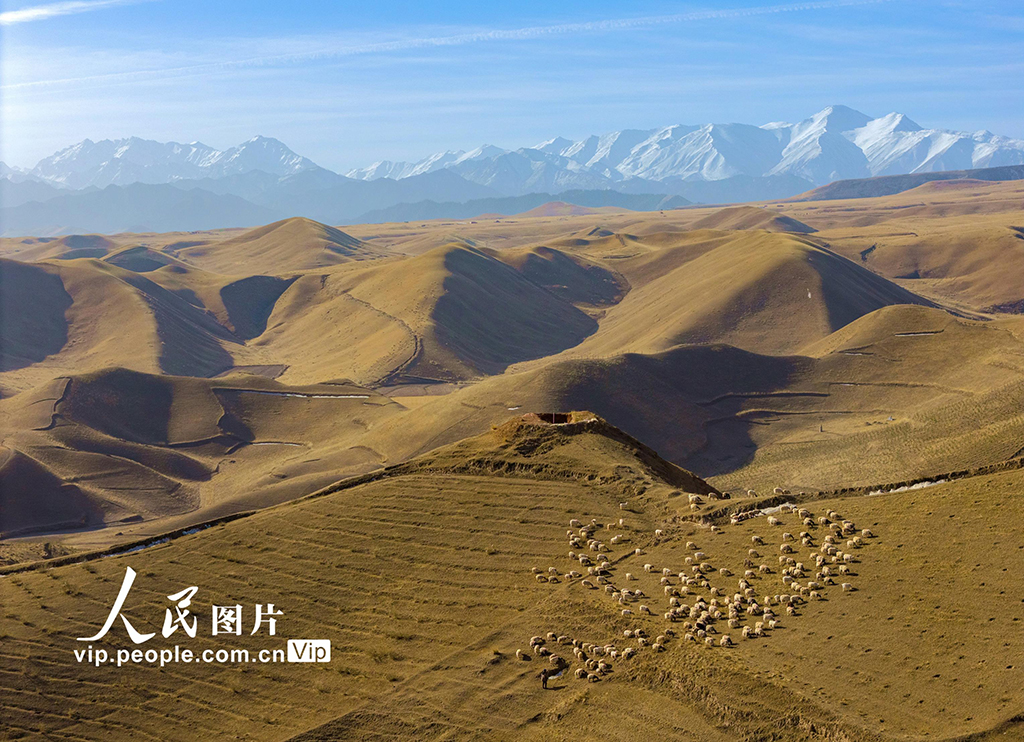 甘肃肃南：借牧还田春暖归【2】