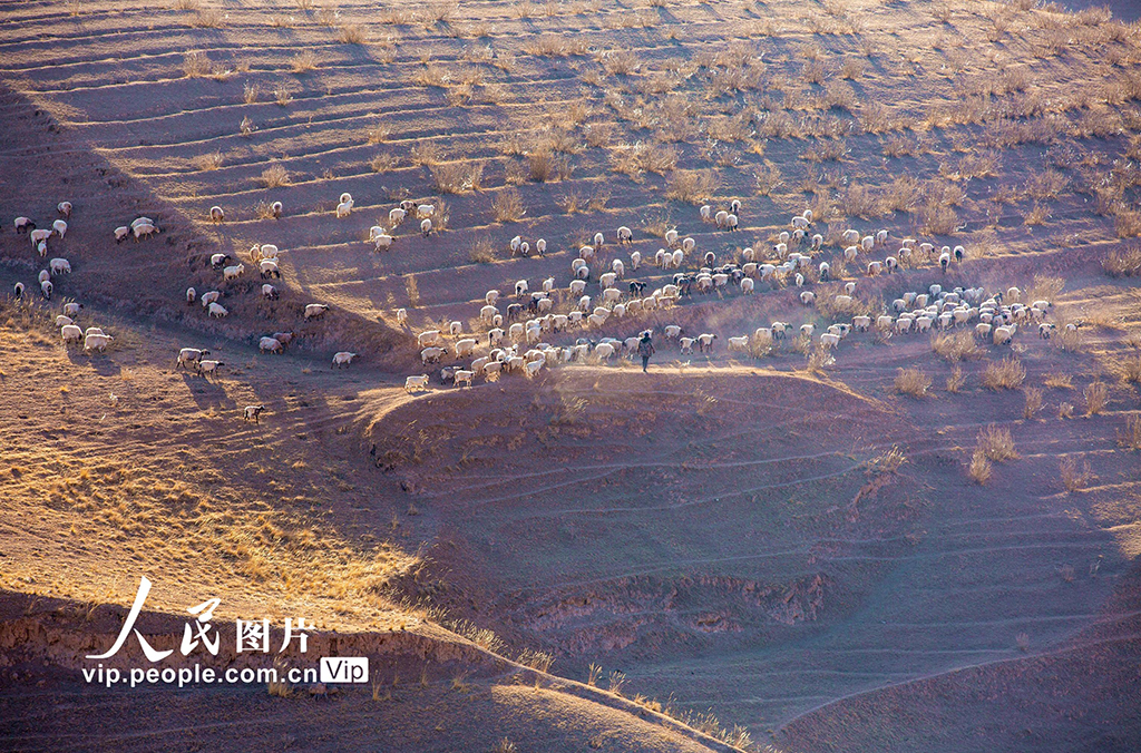 甘肃肃南：借牧还田春暖归【5】