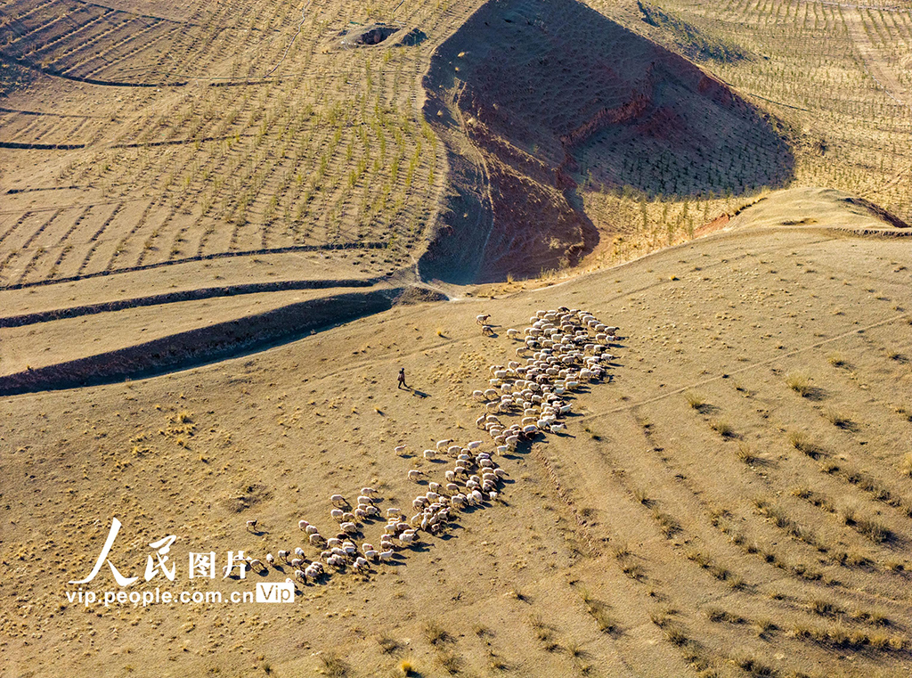 甘肃肃南：借牧还田春暖归