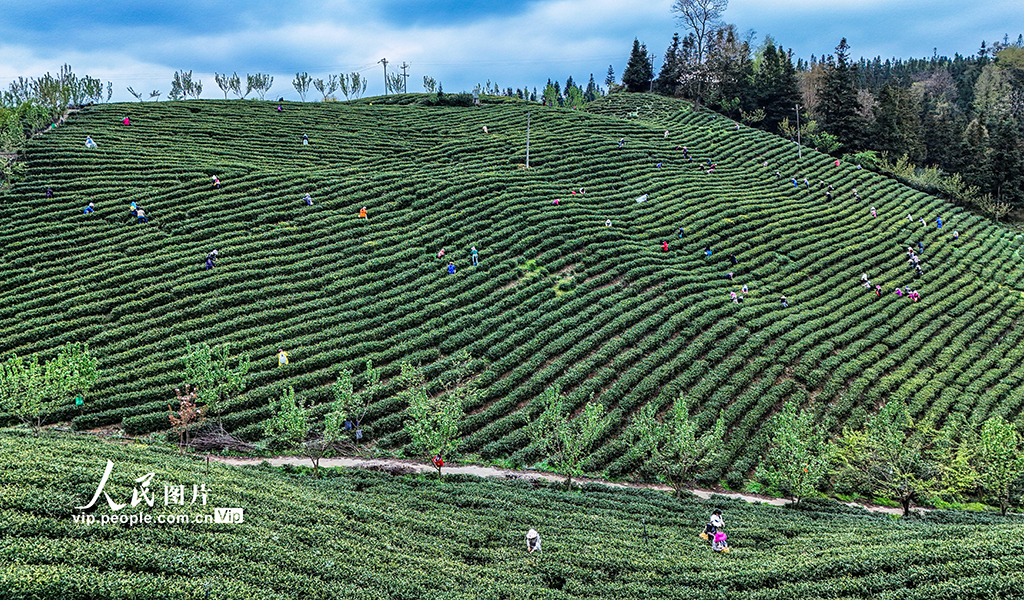 贵州晴隆：采摘春茶【3】