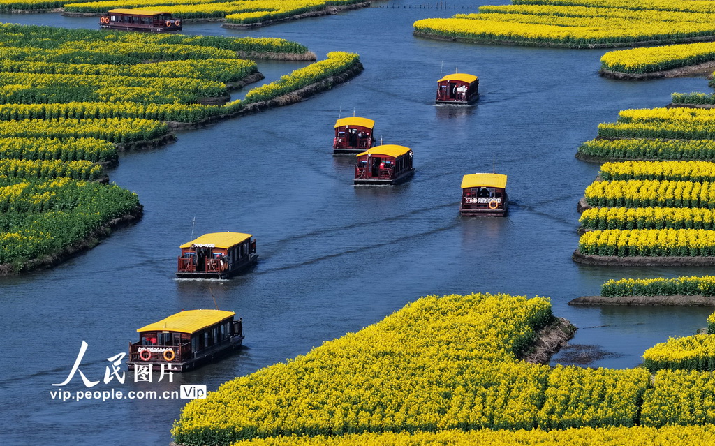 江苏兴化：千垛景区油菜花绽放【3】