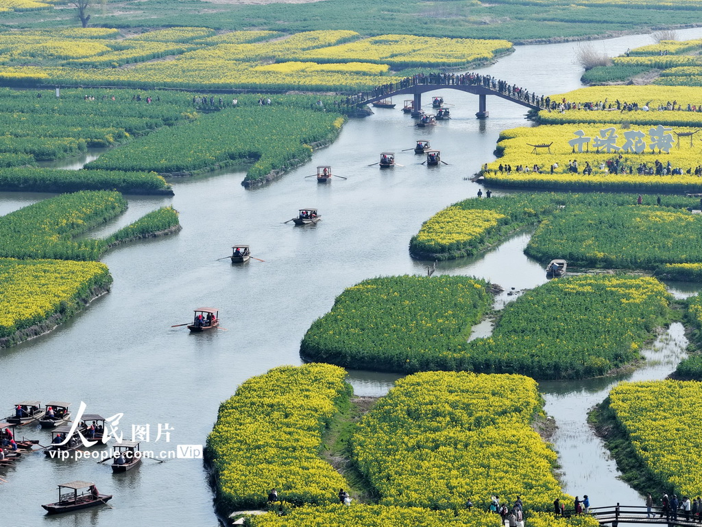 江苏兴化：千垛景区油菜花绽放【7】