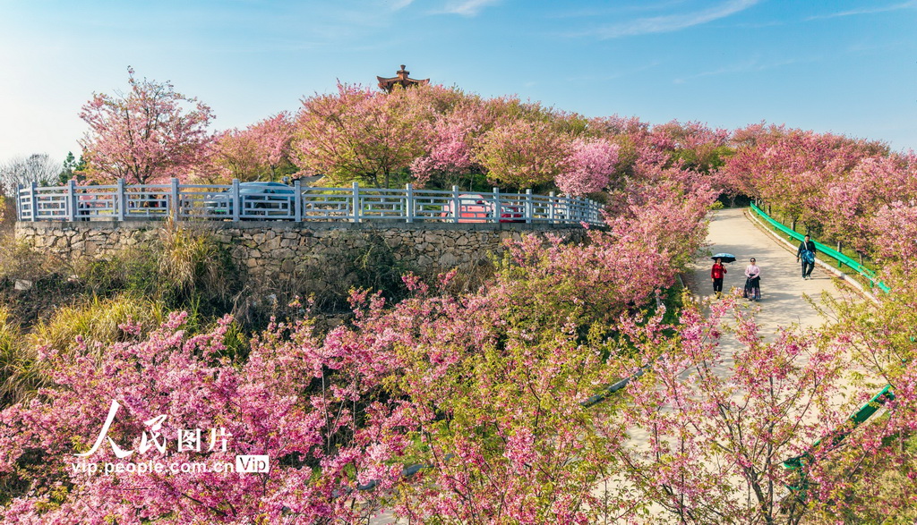 湖北英山：春日花海迎客来【4】