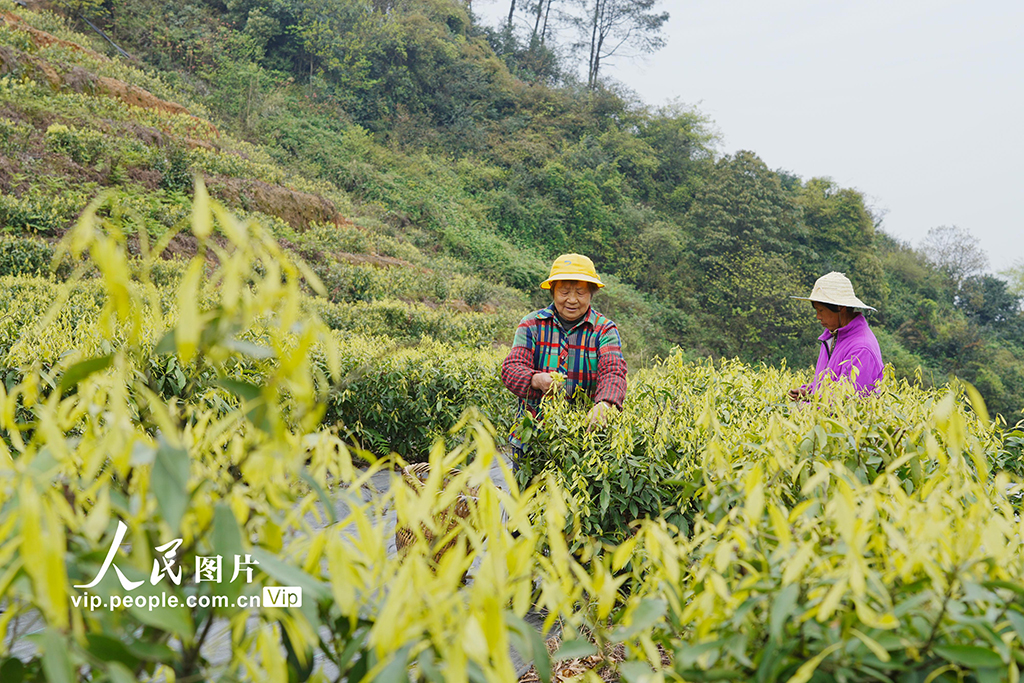 重庆:缙云甜茶采摘忙【2】