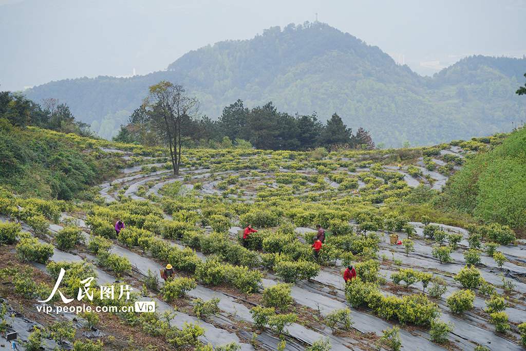 重庆:缙云甜茶采摘忙【5】