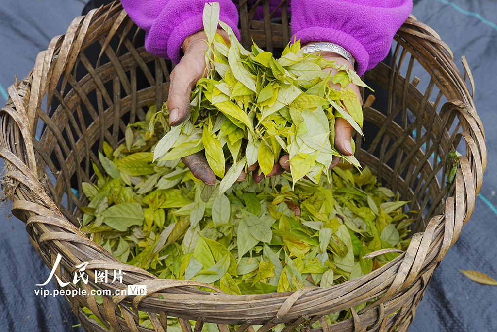 重慶：縉雲甜茶採摘忙【6】