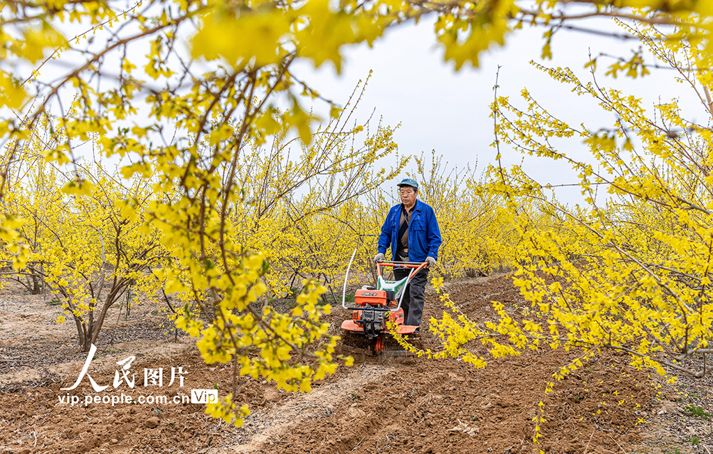山西绛县：连翘花开春管忙