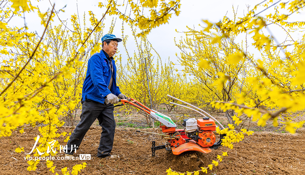 山西绛县：连翘花开春管忙【2】