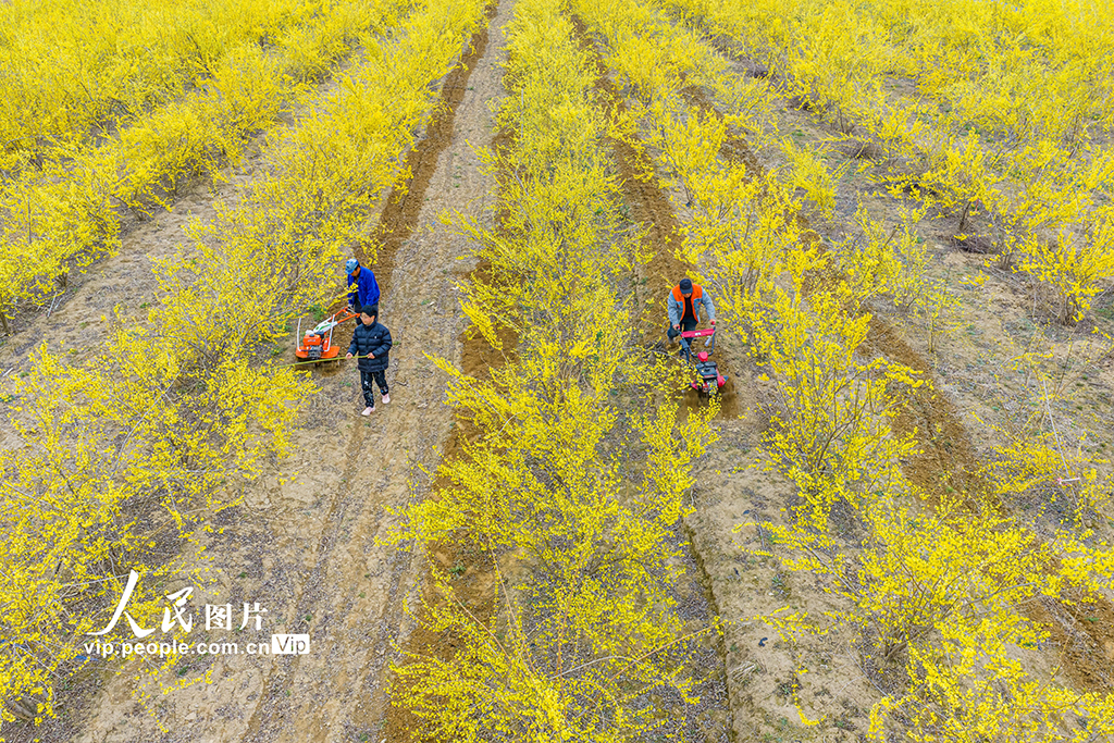 山西绛县：连翘花开春管忙【3】