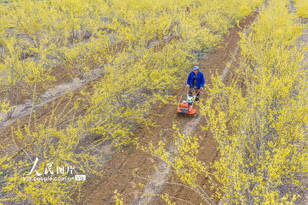 山西绛县：连翘花开春管忙【5】