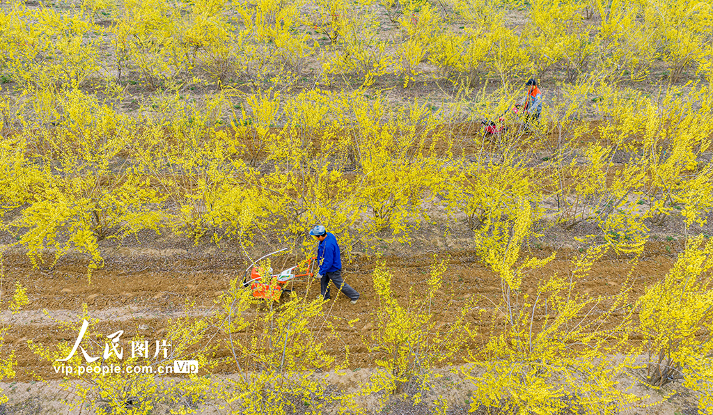 山西绛县：连翘花开春管忙【6】