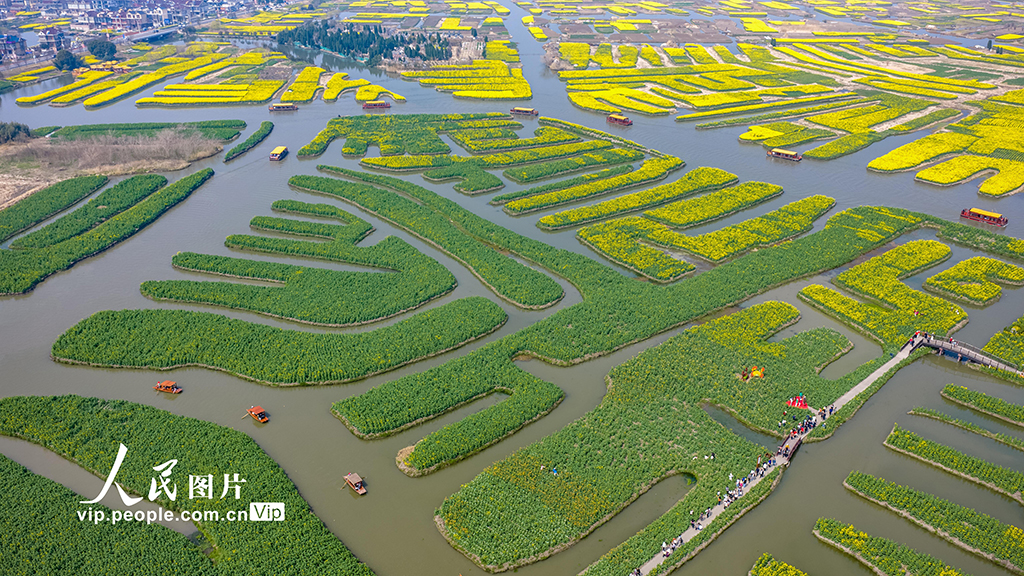 江苏兴化：千垛花海引客来【5】