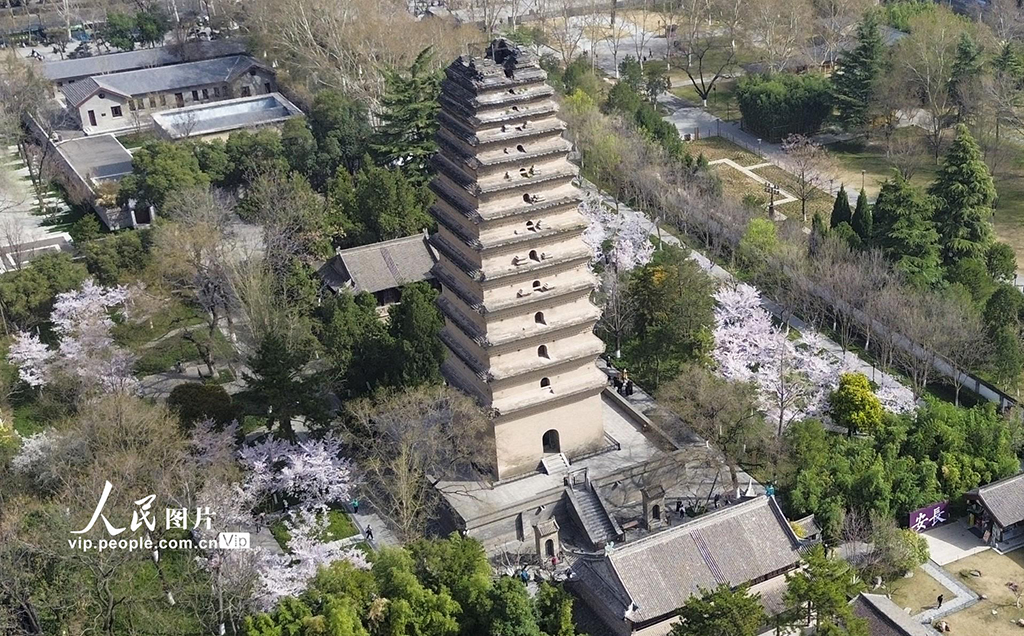 陕西西安：小雁塔景区樱花烂漫【8】