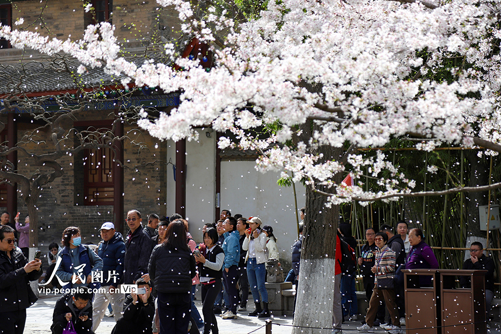 陕西西安：小雁塔景区樱花烂漫【5】