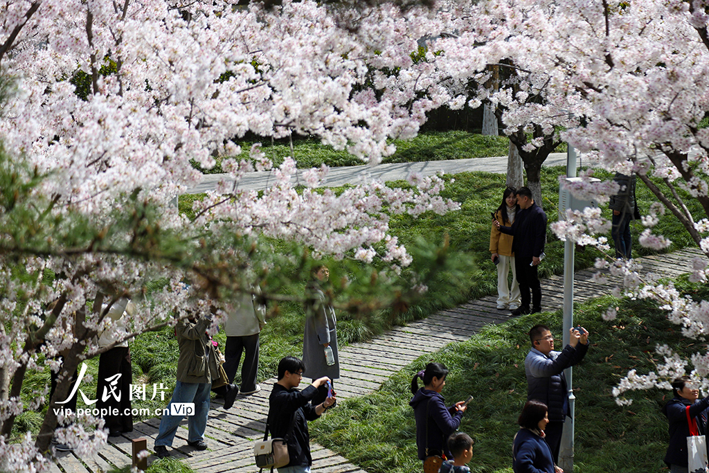 陕西西安：小雁塔景区樱花烂漫【6】
