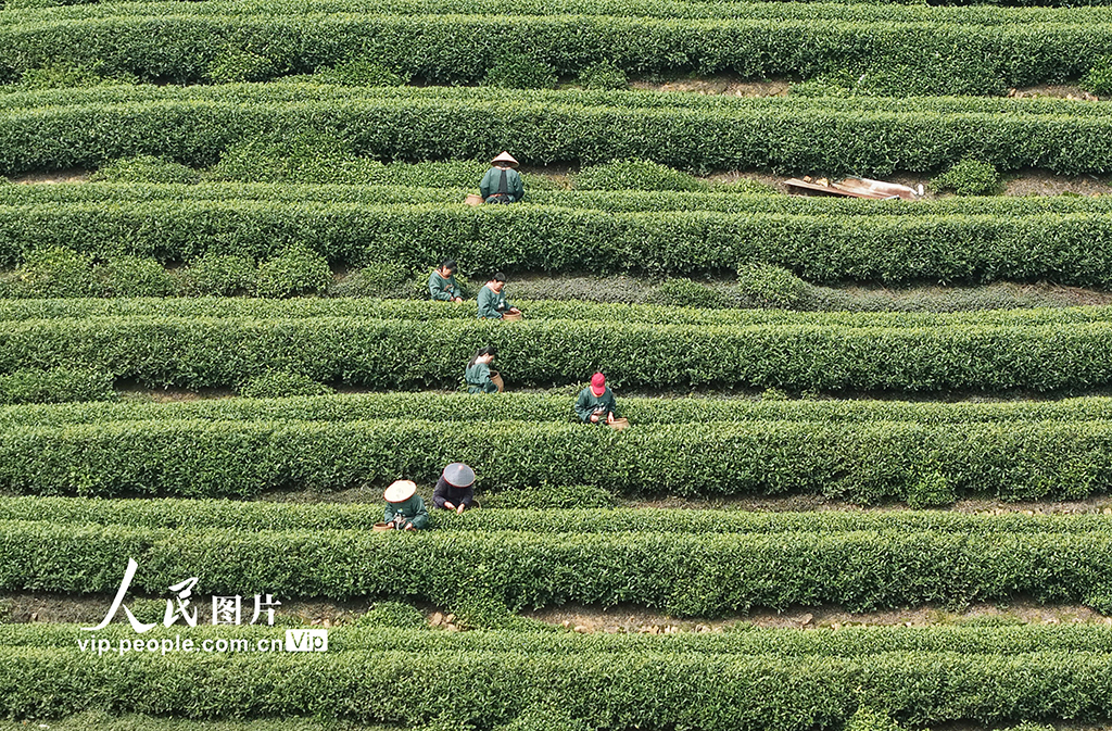 浙江杭州：“明前茶”采摘忙【5】