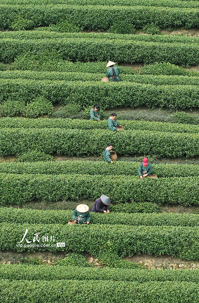 浙江杭州：“明前茶”采摘忙【4】