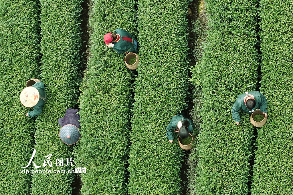 浙江杭州：“明前茶”采摘忙【2】