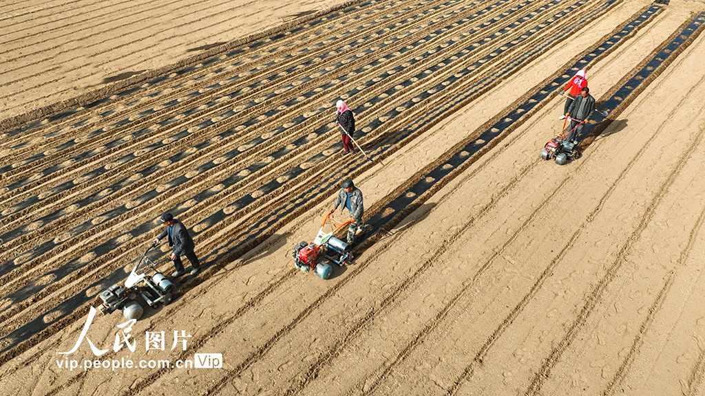 甘肃临泽：覆膜保墒【4】