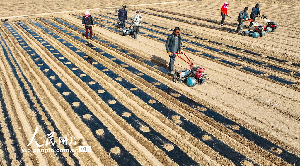 甘肃临泽：覆膜保墒