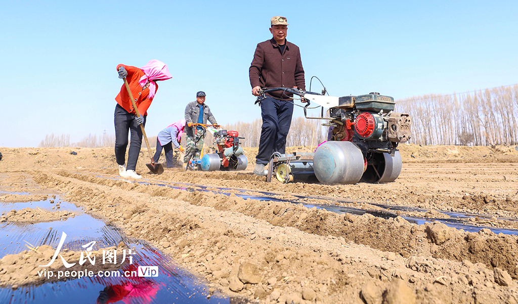 甘肅臨澤:覆膜保墒【5】