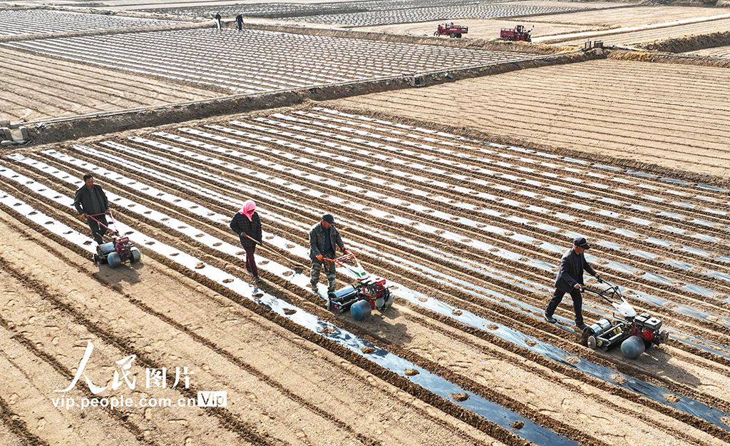 甘肅臨澤:覆膜保墒【3】