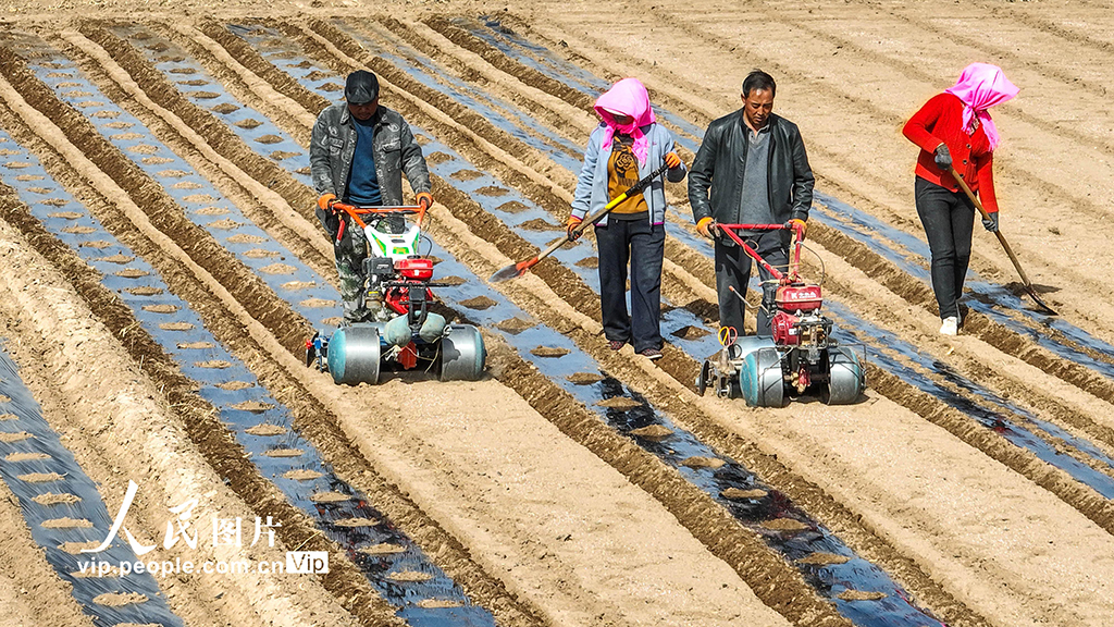 甘肅臨澤：覆膜保墒【6】