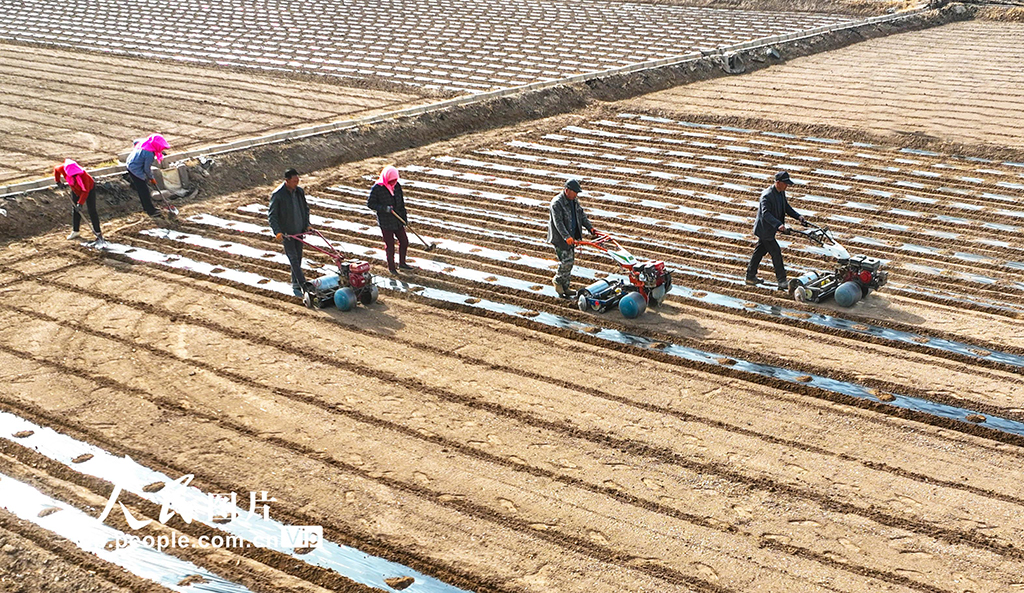 甘肅臨澤:覆膜保墒【7】