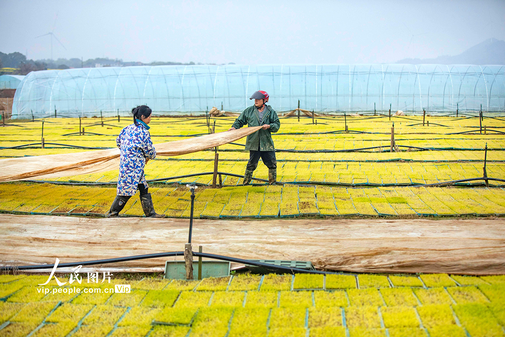 江西都昌：訂單育秧助春耕【4】